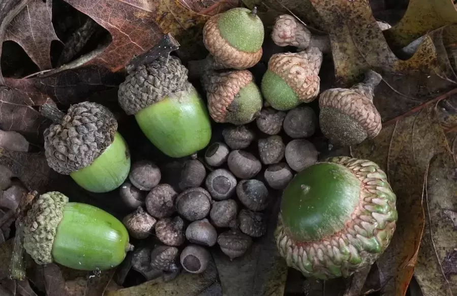 amulet សំណាងល្អ - acorn