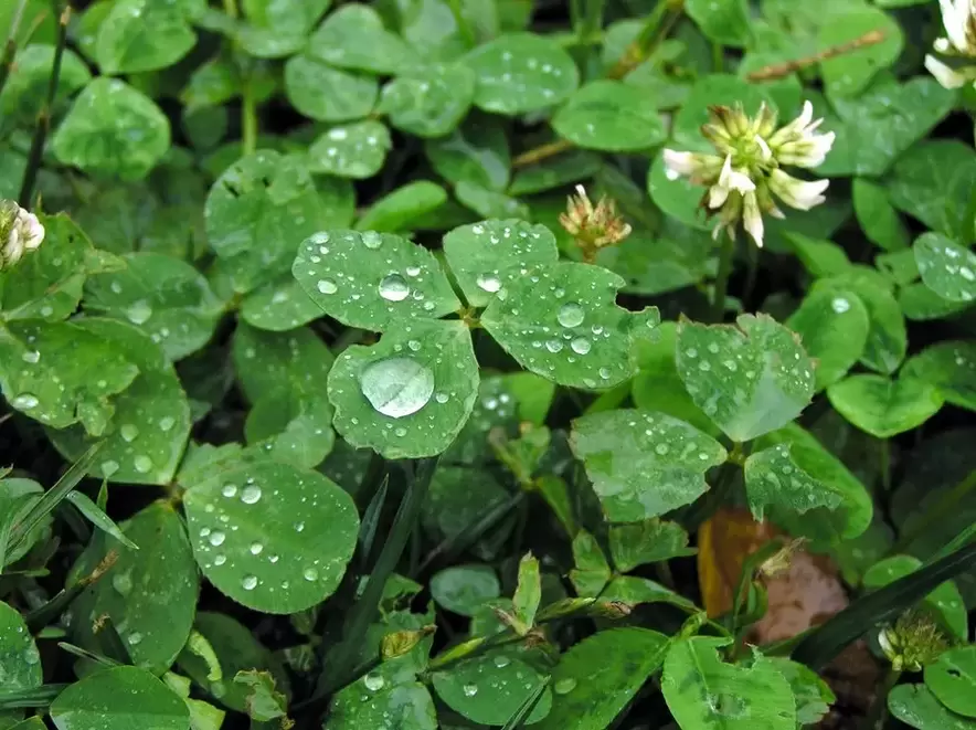 មន្តស្នេហ៍សំណាងល្អ - clover ស្លឹកបួន