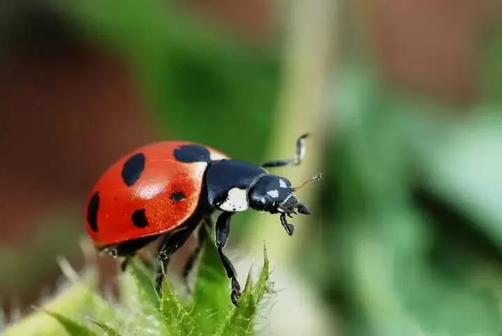 សំណាងល្អ amulet - ladybug