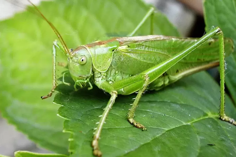 សំណាងល្អ amulet - កីឡា cricket